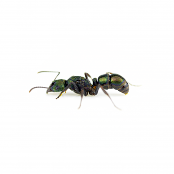 Rhytidoponera metallica